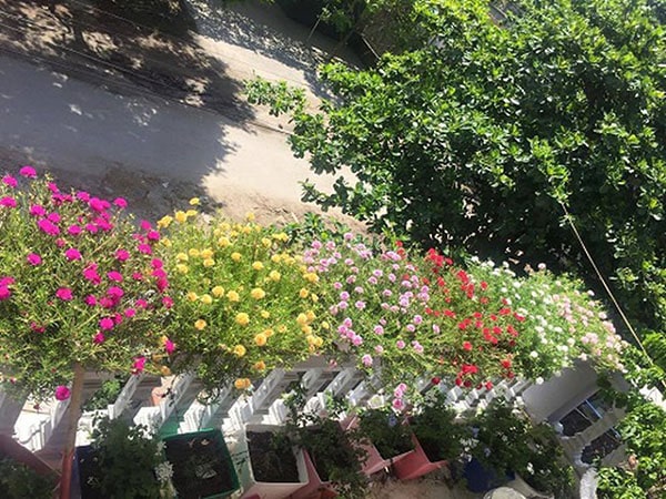 Cách trồng hoa mười giờ trong nhà cho không gian đầy sắc màu