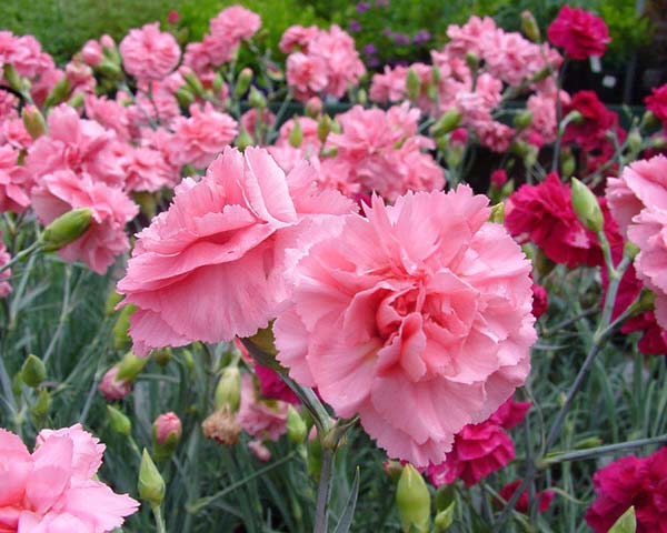 ảnh Hoa Cẩm Chướng Tải Xuống Miễn Phí ảnh hoa cẩm chướng hoa ngày của mẹ  đẹp Trên Lovepik