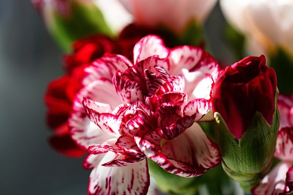 Ý nghĩa loài hoa cẩm chướng? Các loại hoa cẩm chướng phổ biến
