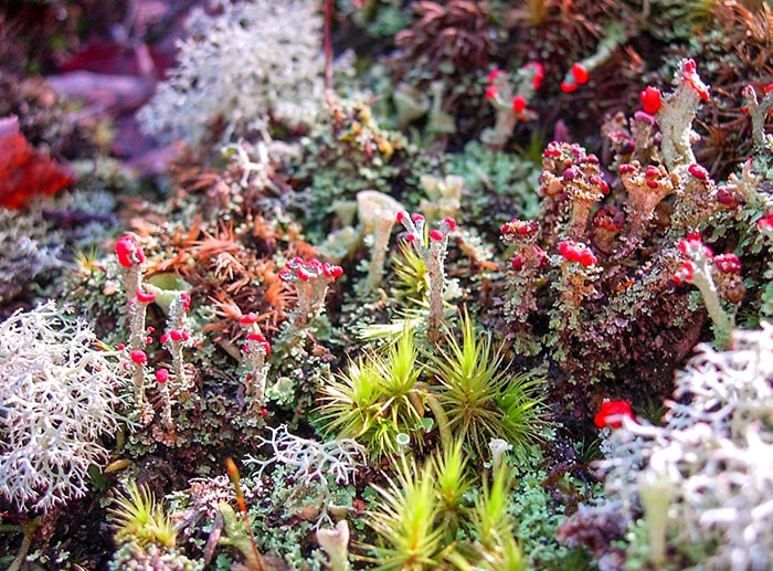 Địa y là một dạng cây hoa tảo sống cộng sinh